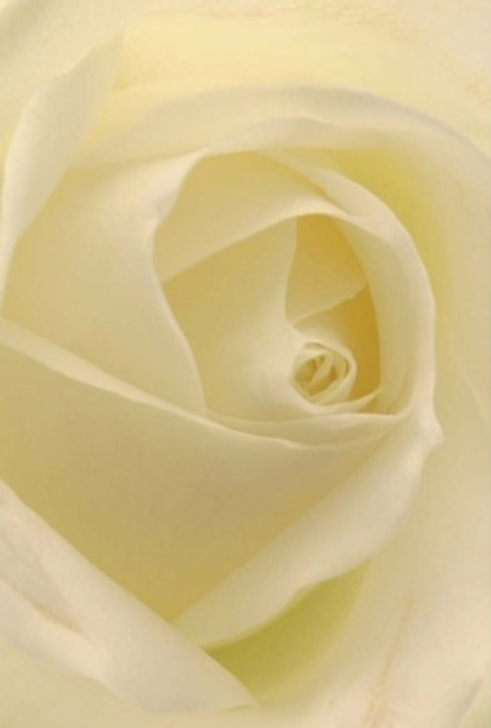 From a close perspective, the serene beauty of this classic white rose unfolds, each petal layered with such intention that it echoes South Croydon's cherished sense of order and tranquillity. The colours merge-soft white blending into creamy undertones, every fold catching and reflecting the gentle light like secret pools within the heart of the flower. The arrangement is harmonious, showcasing a spiral at its core that symbolises both purity and resilience-a silent companion for romantic gestures, heartfelt apologies, or the delicate centrepiece of a wedding reception at one of South Croydon's historic venues. To the experienced eye of a local florist, the near-invisible gradations of shade and shadow offer a canvas for emotional storytelling, whether in sympathy or celebration. The rose's immaculate form is underscored by a barely-there fragrance, a breath of floral freshness that could recall morning walks near Lloyd Park or along Selsdon Road. Each petal displays a gentle fortitude, handled with the skill and reverence familiar to any artisan of Florist South Croydon, making every arrangement not just a gift, but a personal touchstone for connection in the community.
